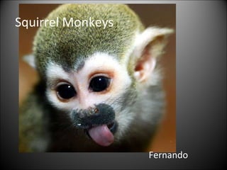 Squirrel Monkeys Fernando 