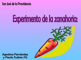 Experimento de la zanahoria: Agostina Fernández y Paula Suárez 1º2 San José de la Providencia 