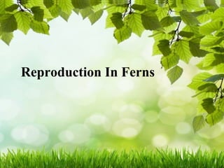 Reproduction In Ferns
 