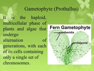 Gametophyte (Prothallus)
It is the haploid,
multicellular phase of
plants and algae that
undergo
alternation of
generations, with each
of its cells containing
only a single set of
chromosomes.
 