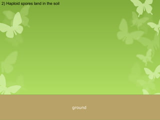 ground
2) Haploid spores land in the soil
 