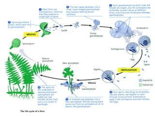Fern reproduction | PPT