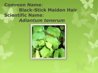 Common Name: 
Black-Stick Maiden Hair 
Scientific Name: 
Adiantum tenerum
 