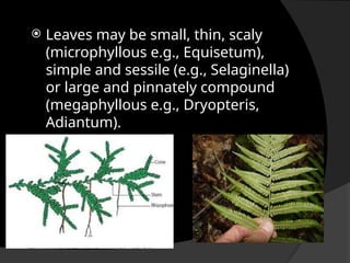 Comprehensive Overview of Pteridophytes: Characteristics ...