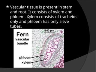  Vascular tissue is present in stem
and root. It consists of xylem and
phloem. Xylem consists of tracheids
only and phloem has only sieve
tubes.
 