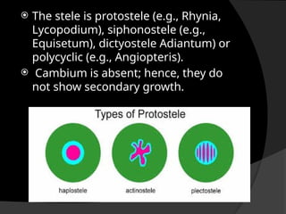  The stele is protostele (e.g., Rhynia,
Lycopodium), siphonostele (e.g.,
Equisetum), dictyostele Adiantum) or
polycyclic (e.g., Angiopteris).
 Cambium is absent; hence, they do
not show secondary growth.
 
