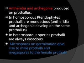  Antheridia and archegonia produced
on prothallus.
 In homosporous Pteridophytes
prothalli are monoecious (antheridia
and archegonia develop on the same
prothallus).
 In heterosporous species prothalli
are always dioecious.
 Microspores on germination give
rise to male prothalli and
megaspores to the female prothalli.
 