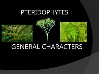 PTERIDOPHYTES
GENERAL CHARACTERS
 