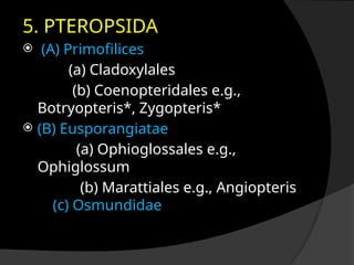 Comprehensive Overview of Pteridophytes: Characteristics ...