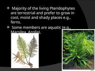  Majority of the living Pteridophytes
are terrestrial and prefer to grow in
cool, moist and shady places e.g.,
ferns.
 Some members are aquatic (e.g.,
Marsilea, Azolla),
 
