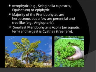  xerophytic (e.g., Selaginella rupestris,
Equisetum) or epiphytic
 Majority of the Pteridophytes are
herbaceous but a few are perennial and
tree like (e.g., Angiopteris).
 Smallest Pteridophyte is Azolla (an aquatic
fern) and largest is Cyathea (tree fern).
 