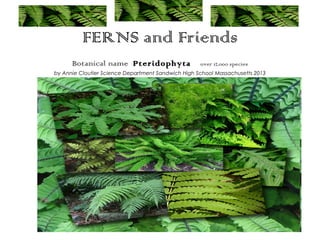 FERNS and Friends
      Botanical name Pteridophyta                   over 12,000 species
by Annie Cloutier Science Department Sandwich High School Massachusetts 2013




                    copyright acloutier 2013
 