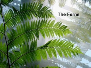 The Ferns
 