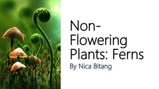 Non-
Flowering
Plants: Ferns
By Nica Bitang
 
