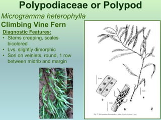 Ferns & Spore Bearing Plants for FNPS 7-8-22.pptx