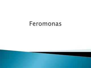 Feromonas 