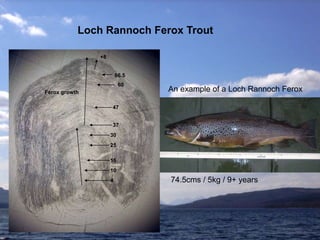 Loch Rannoch Ferox Trout
An example of a Loch Rannoch Ferox
74.5cms / 5kg / 9+ years
37
47
60
66.5
+8
Ferox growth
4
10
16
25
30
 