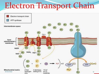 Electron Transport Chain
1310/27/2017
 
