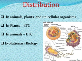 Distribution
 In animals, plants, and unicellular organisms
 In Plants – ETC
 In animals – ETC
 Evolutionary Biology
910/27/2017
 