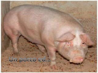 Un porco ed…