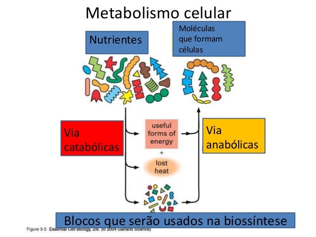 Vivir con calcular tasa de metabolismo basal