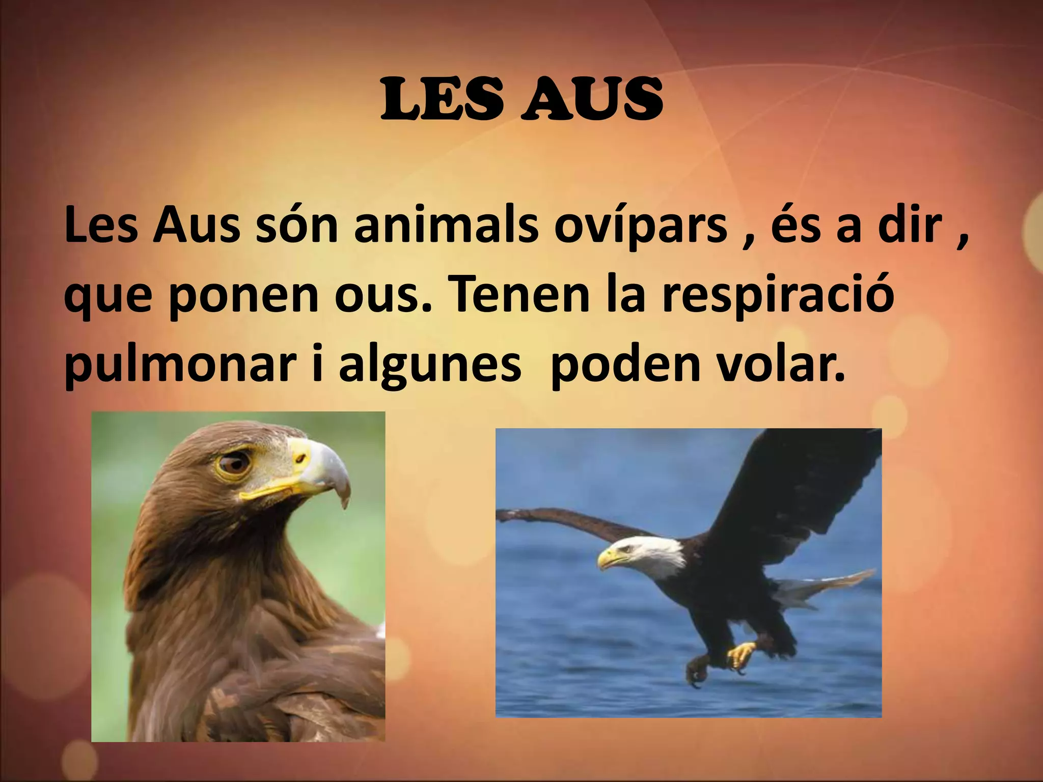 LES AUS
Les Aus són animals ovípars , és a dir ,
que ponen ous. Tenen la respiració
pulmonar i algunes poden volar.
 