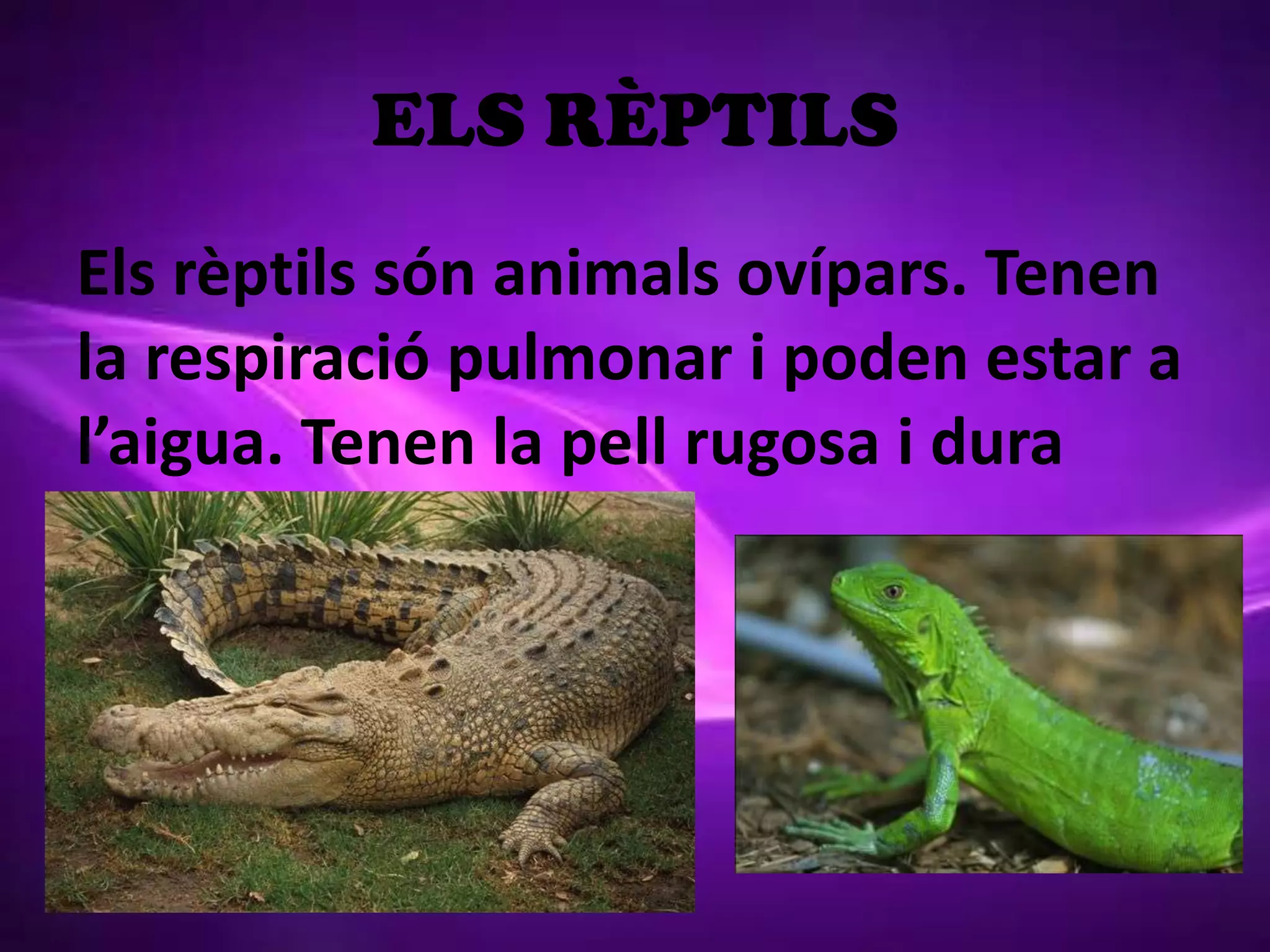 ELS RÈPTILS
Els rèptils són animals ovípars. Tenen
la respiració pulmonar i poden estar a
l’aigua. Tenen la pell rugosa i dura
 
