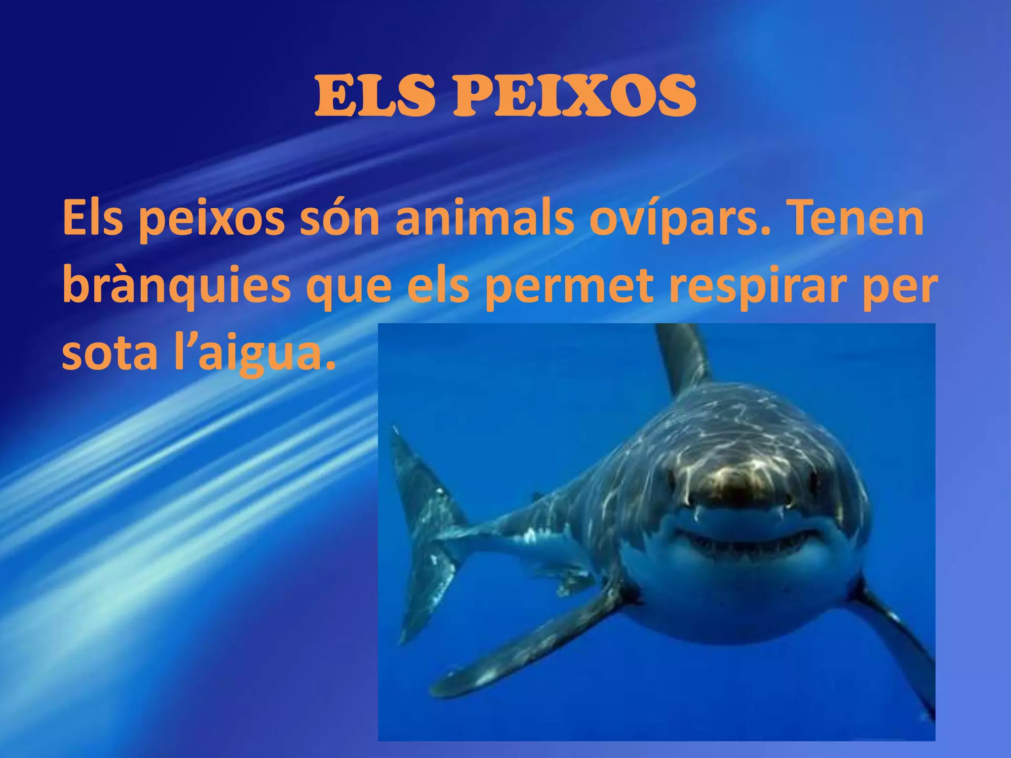 ELS PEIXOS
Els peixos són animals ovípars. Tenen
brànquies que els permet respirar per
sota l’aigua.
 