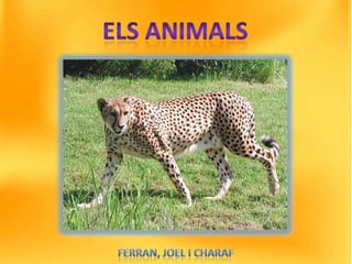 Ferran, joel i charaf