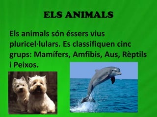 ELS ANIMALS
Els animals són éssers vius
pluricel·lulars. Es classifiquen cinc
grups: Mamífers, Amfibis, Aus, èپ
i Peixos.
 