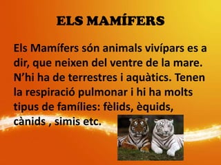ELS MAMÍFERS
Els Mamífers són animals vivípars es a
dir, que neixen del ventre de la mare.
N’hi ha de terrestres i aquàtics. Tenen
la respiració pulmonar i hi ha molts
tipus de famílies: fèlids, èquids,
cànids , simis etc.
 