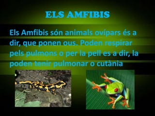 ELS AMFIBIS
Els Amfibis són animals ovípars és a
dir, que ponen ous. Poden respirar
pels pulmons o per la pell es a dir, la
poden tenir pulmonar o cutània
 