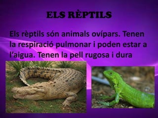 ELS RÈPTILS
Els rèptils són animals ovípars. Tenen
la respiració pulmonar i poden estar a
l’aigua. Tenen la pell rugosa i dura
 