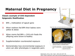 Maternal Diet in Pregnancy
Classic example of CH3-dependent
Epigenetic Modification
 BPA ↓ methylation of agouti gene
 W...