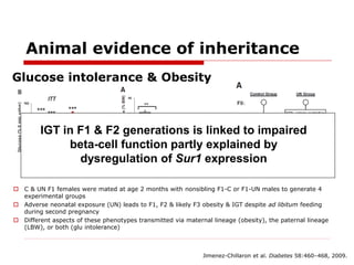 Animal evidence of inheritance
Glucose intolerance & Obesity
Jimenez-Chillaron et al. Diabetes 58:460–468, 2009.
 C & UN ...