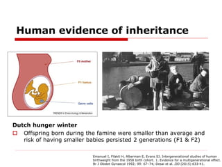 Human evidence of inheritance
Dutch hunger winter
 Offspring born during the famine were smaller than average and
risk of...