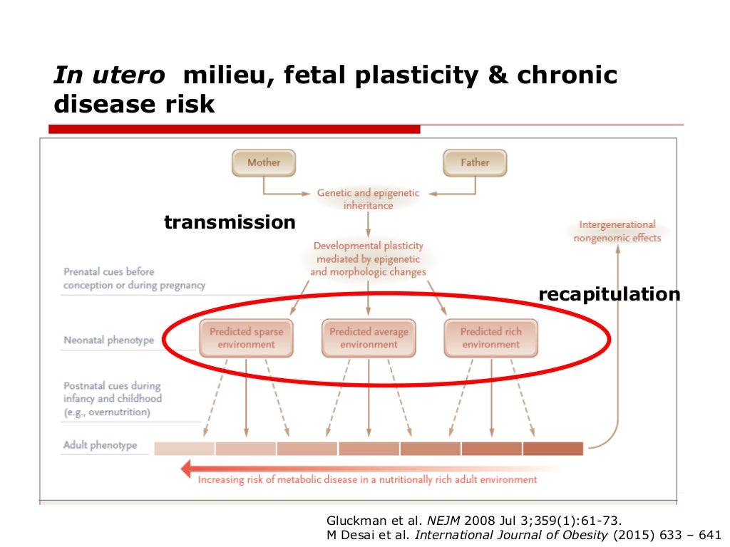 Developmental Origins of Obesity The Role of