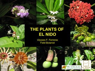 THE PLANTS OF  EL NIDO Ulysses F. Ferreras Field Botanist 