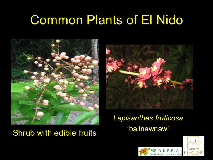 Description of gumamela image