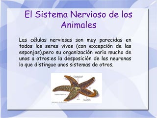El Sistema Nervioso de los
           Animales
Las células nerviosas son muy parecidas en
todos los seres vivos (con excepción de las
esponjas),pero su organizaciòn varìa mucho de
unos a otros:es la desposiciòn de las neuronas
la que distingue unos sistemas de otros.
 