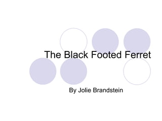 The Black Footed Ferret By Jolie Brandstein 