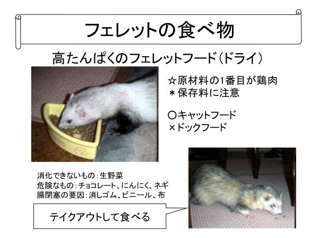 うちのフェレット