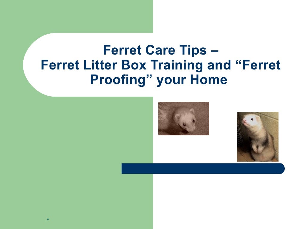 Ferret Care Tip Ferret Litter Box Training and Ferret Proofing Your Home