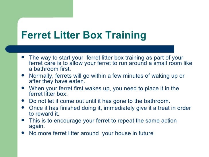 Ferret Care Tip Ferret Litter Box Training and Ferret Proofing Your Home
