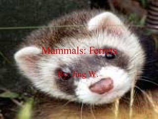 Mammals: Ferrets

   By: Jing W.
