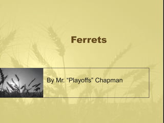 Ferrets



By Mr. “Playoffs” Chapman
 