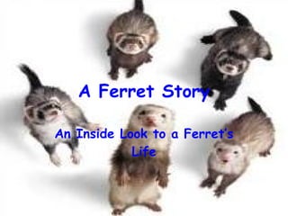 A Ferret Story An Inside Look to a Ferret’s Life 