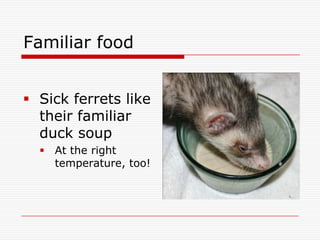 duck soup for ferrets