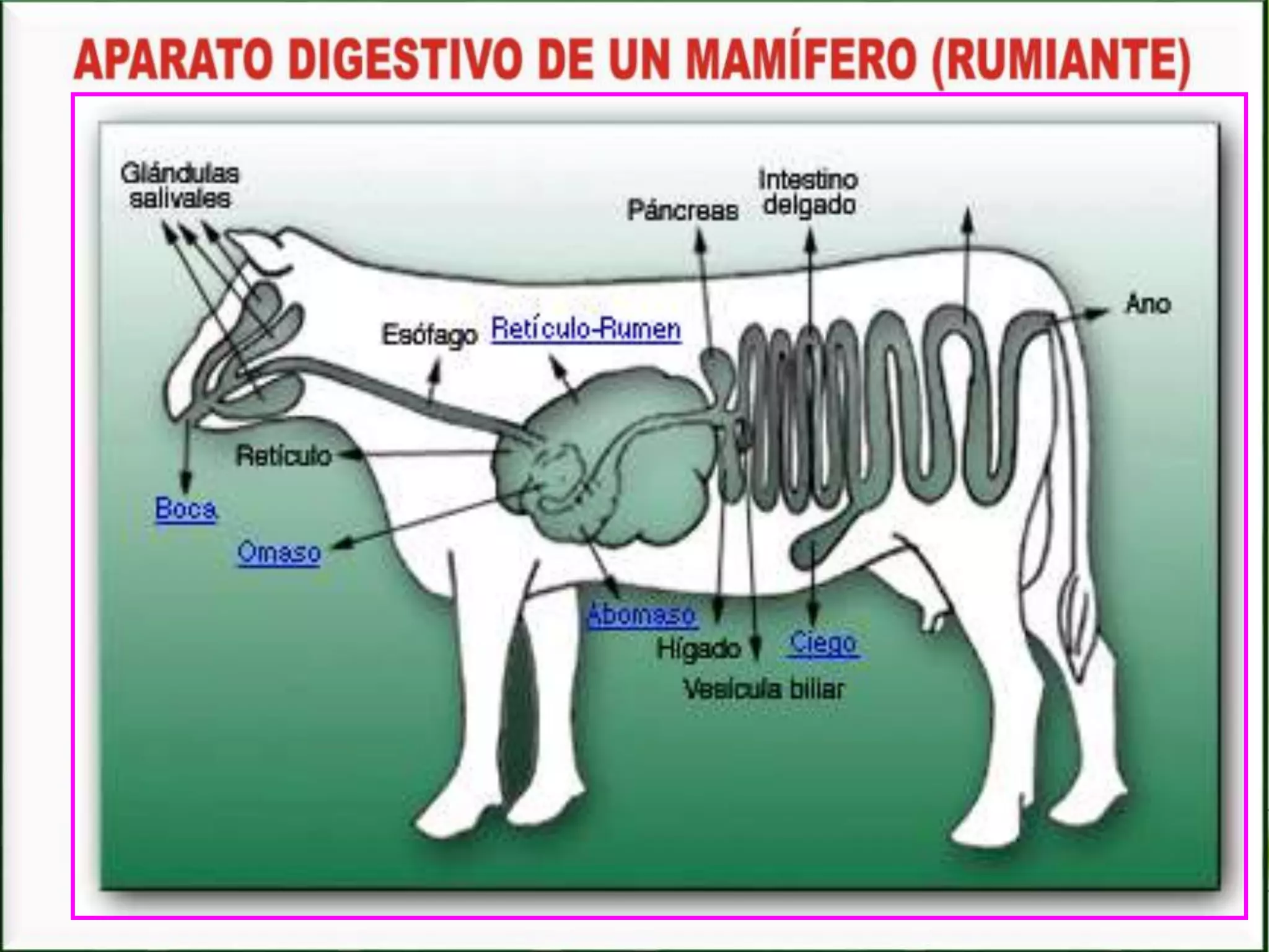 Sistema digestivo en animales vertebrados. | PPTX