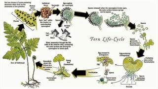 FERNS POWERPOINT PRESENTATION, ITS LIFE CYCLE AND ETC. | PPTX